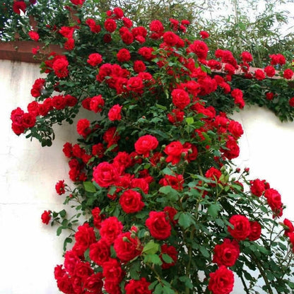 300+ Mixed Climbing Rose Seeds Heirloom for Outdoor Planting