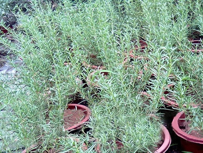 Rosemary Seeds – Heirloom Non-GMO Evergreen Culinary Herb Garden