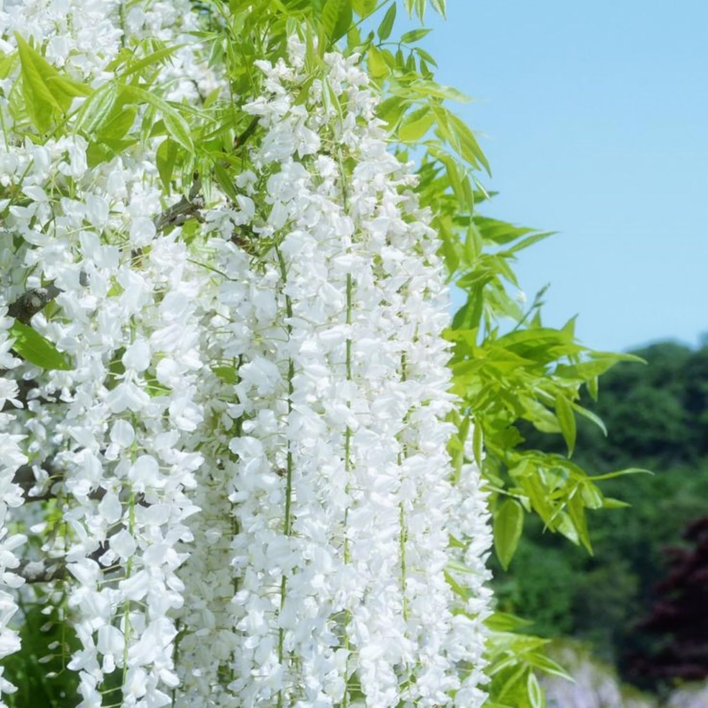 Climbing Weeping Jasmine Seeds for Planting – Fragrant Perennial Flower Vine