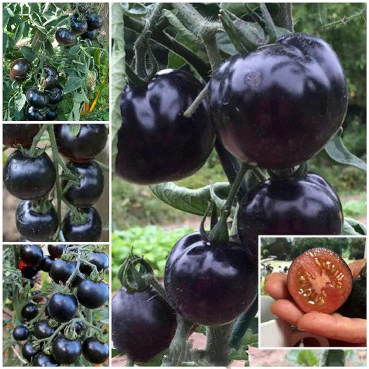 Black Cherry Tomato Seeds – Heirloom Sweet Cherry Tomatoes for Gardens