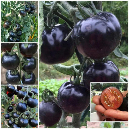 Black Cherry Tomato Seeds – Heirloom Sweet Cherry Tomatoes for Gardens