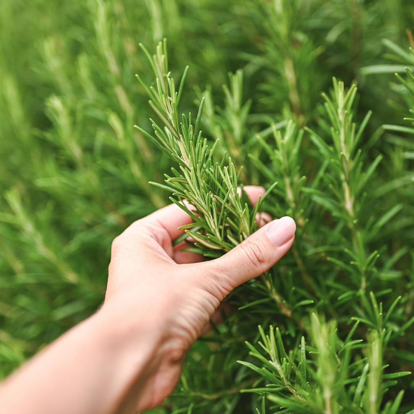 Rosemary Seeds – Heirloom Non-GMO Evergreen Culinary Herb Garden