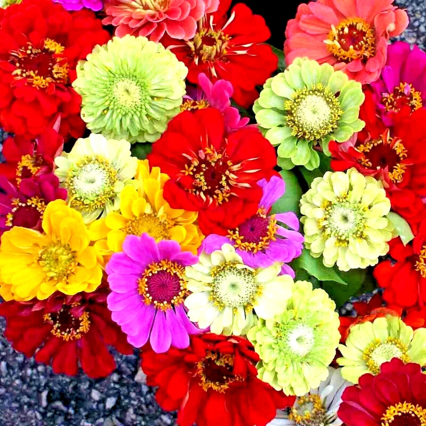 Giant Zinnia Autumn Mix Seeds – Heirloom Non-GMO Cut Flower Mix