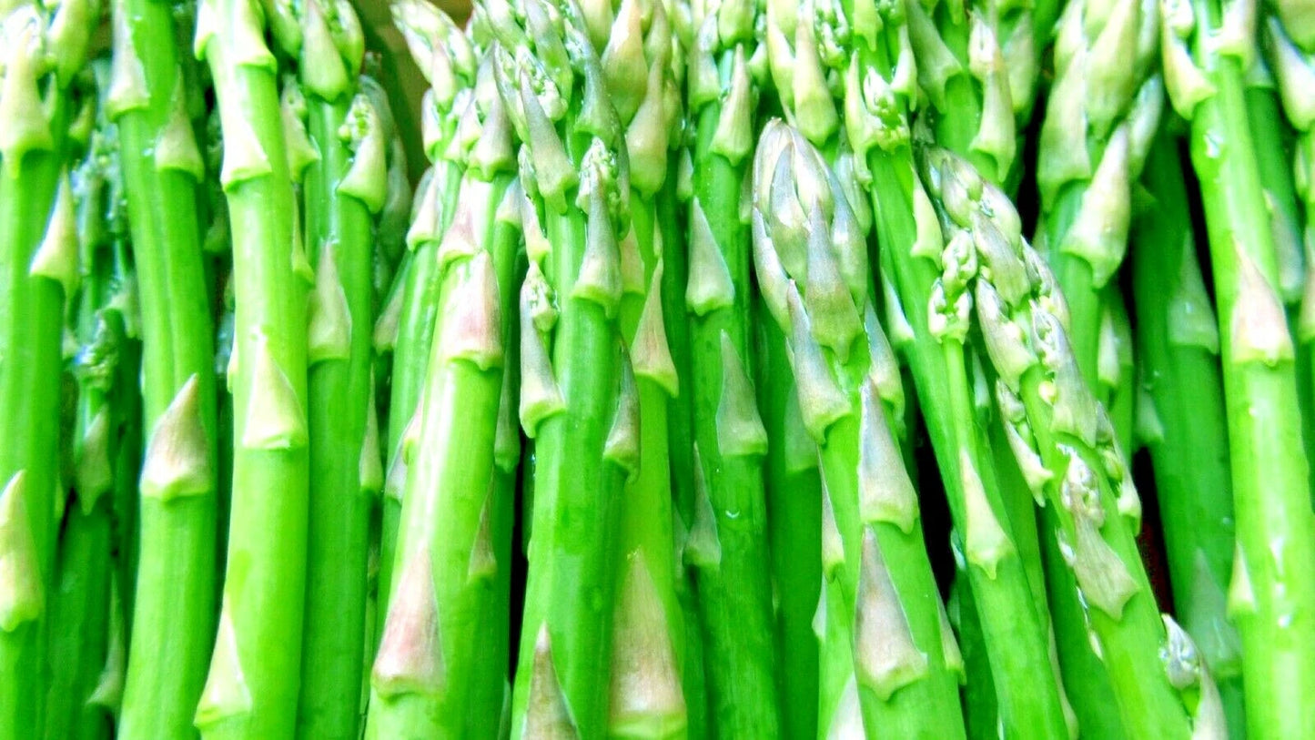 Mary Washington Asparagus Seeds – Heirloom Perennial Garden Vegetable