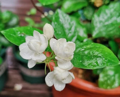 Jasmine Flower Seeds – Fragrant White Climbing Flowers for Garden