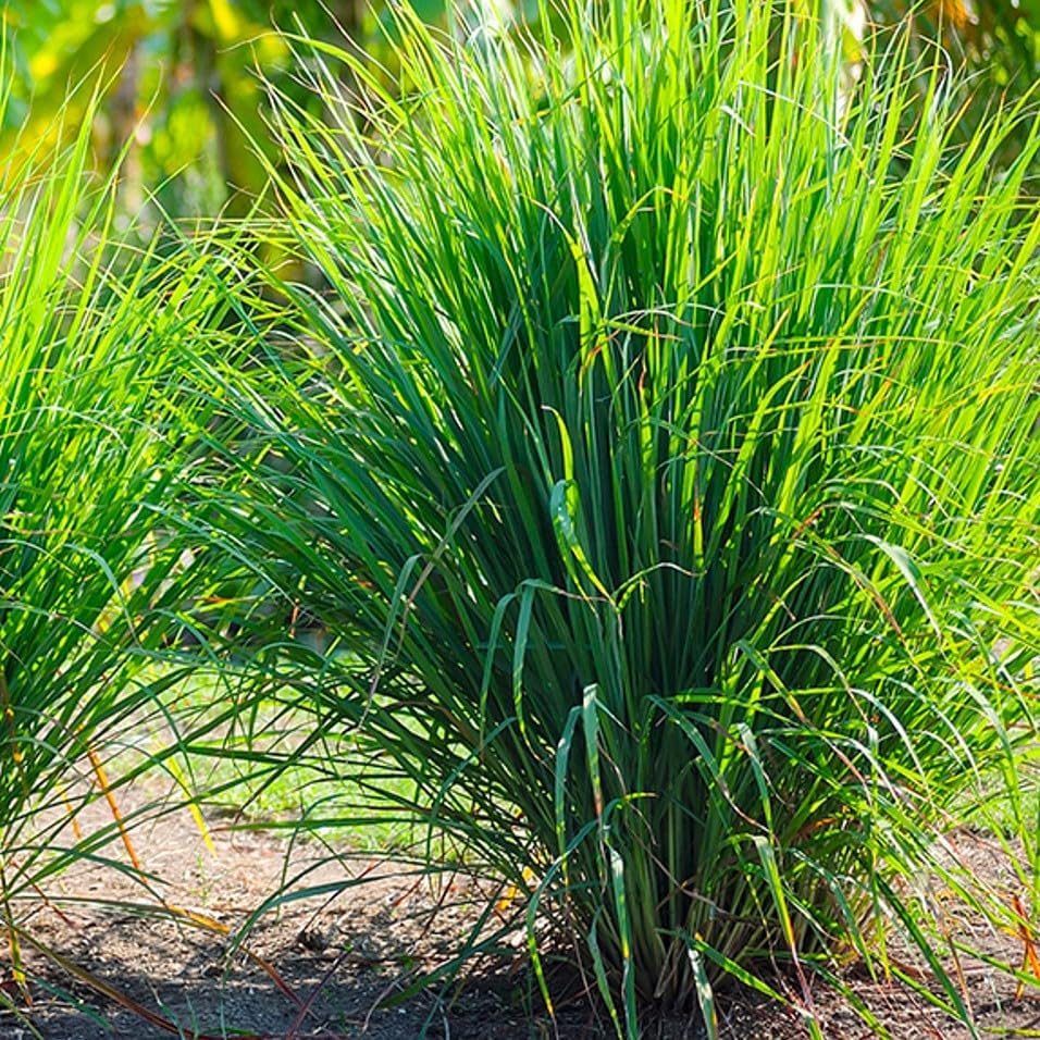 Lemongrass Seeds – Heirloom for Cooking, Tea & Home Gardens