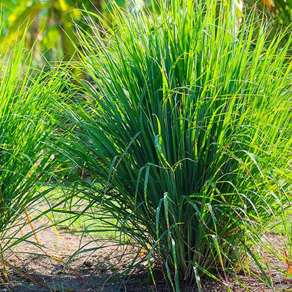 Lemongrass Seeds – Heirloom for Cooking, Tea & Home Gardens