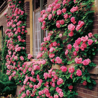 300+ Mixed Climbing Rose Seeds Heirloom for Outdoor Planting