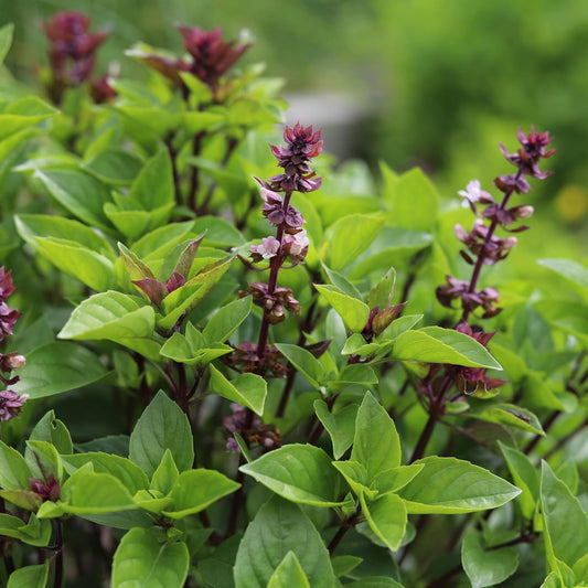 Thai Basil Seeds – Heirloom Sweet Large Leaf for Indoor & Outdoor