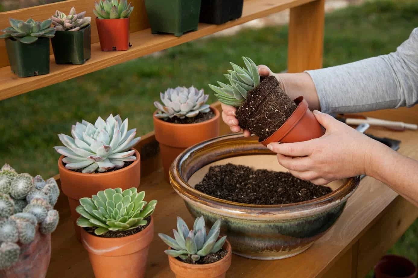Succulent & Cactus Potting Soil Mix with Peat Moss & Perlite