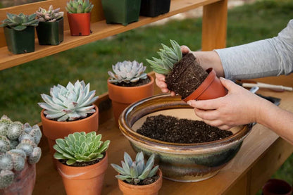 Succulent & Cactus Potting Soil Mix with Peat Moss & Perlite