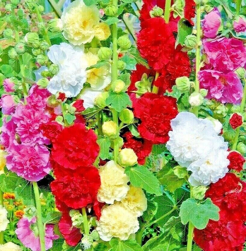 Giant Hollyhock Seeds – Heirloom Autumn Mix Non-GMO Flower Seeds