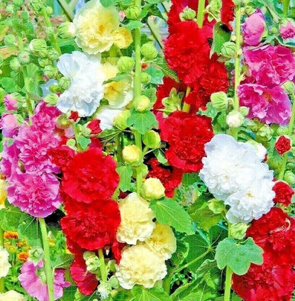 Giant Hollyhock Seeds – Heirloom Autumn Mix Non-GMO Flower Seeds