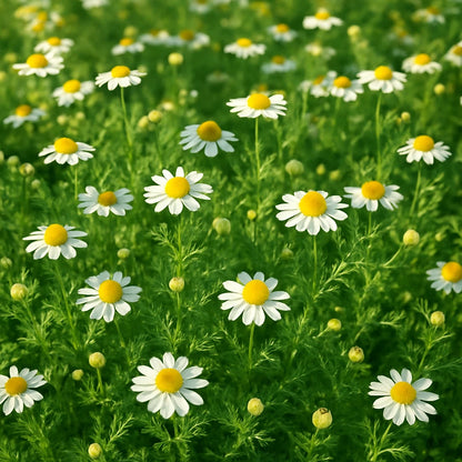 Roman Chamomile Seeds – Perennial Tea Herb & Fragrant Ground Cover