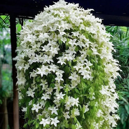 Climbing Weeping Jasmine Seeds for Planting – Fragrant Perennial Flower Vine