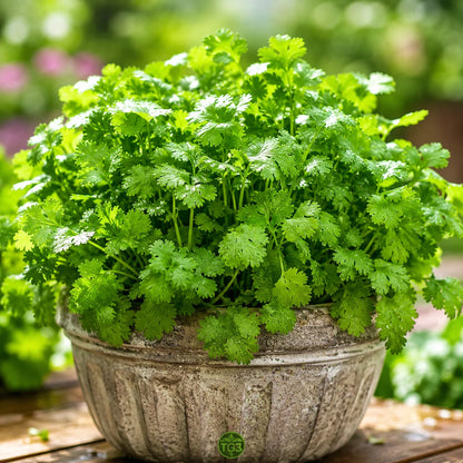 Cilantro Seeds – Slow Bolt Heirloom Coriander for Herb Gardens