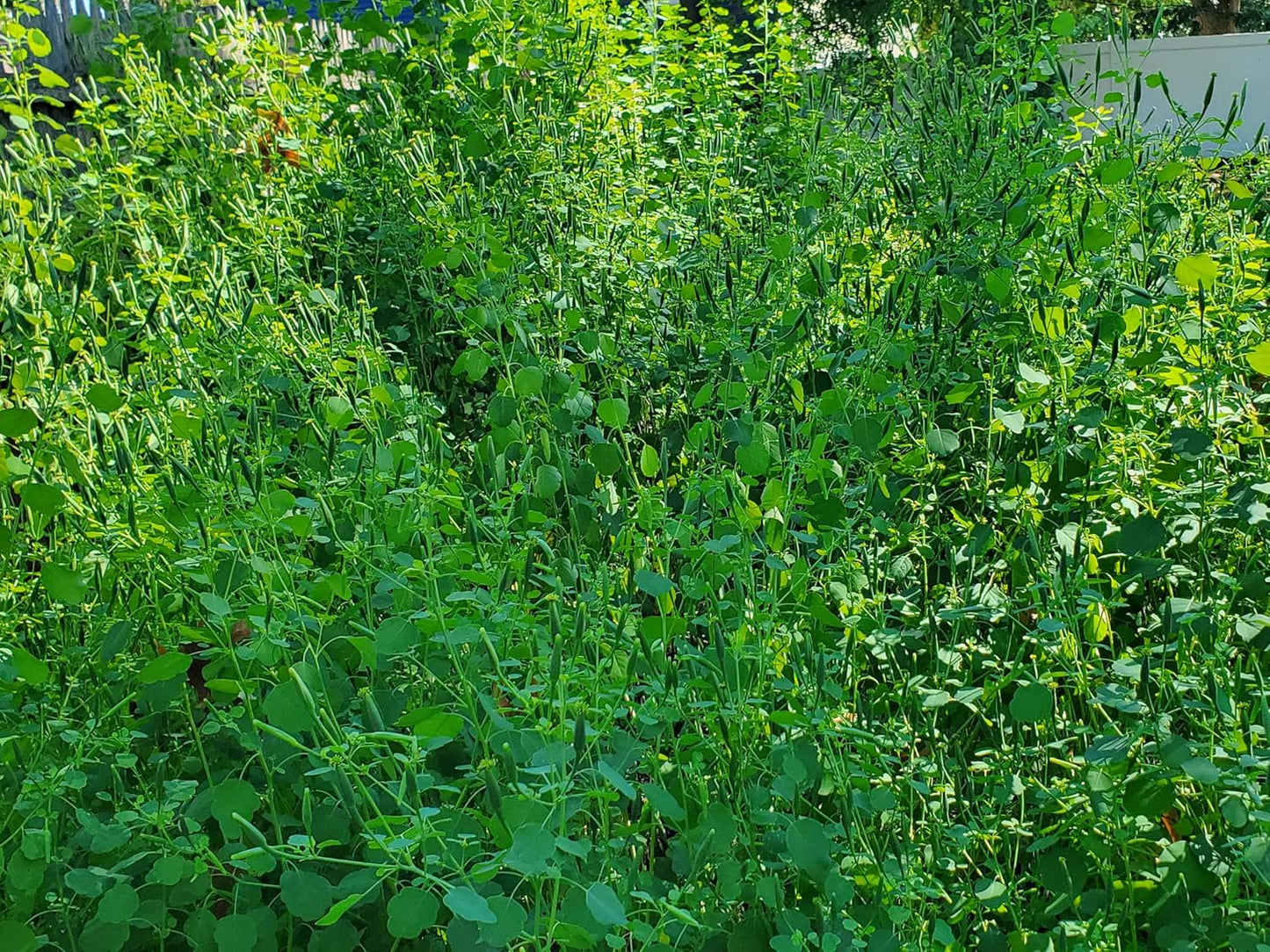 Papalo Seeds – Heirloom Mexican Herb for Salsa & Tacos