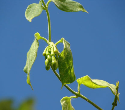 Loroco Seeds (Fernaldia pandurata) – Heirloom Vine Seeds