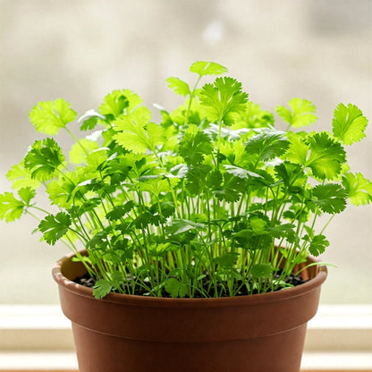 Cilantro Seeds – Slow Bolt Heirloom Coriander for Herb Gardens