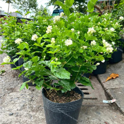 Jasmine Flower Seeds – Fragrant White Climbing Flowers for Garden