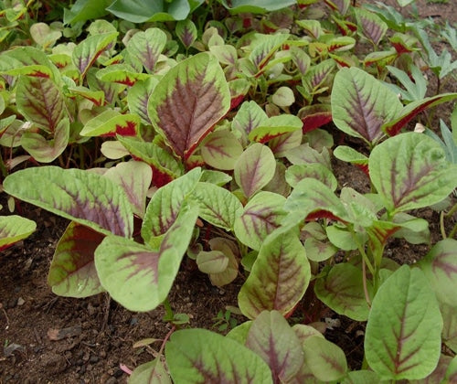 Red Amaranth Seeds – Heirloom Non-GMO Chinese Spinach Callaloo