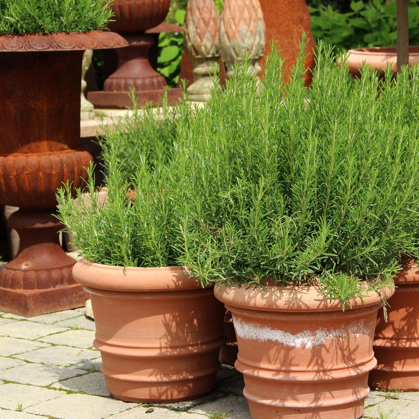 Rosemary Seeds – Heirloom Non-GMO Evergreen Culinary Herb Garden