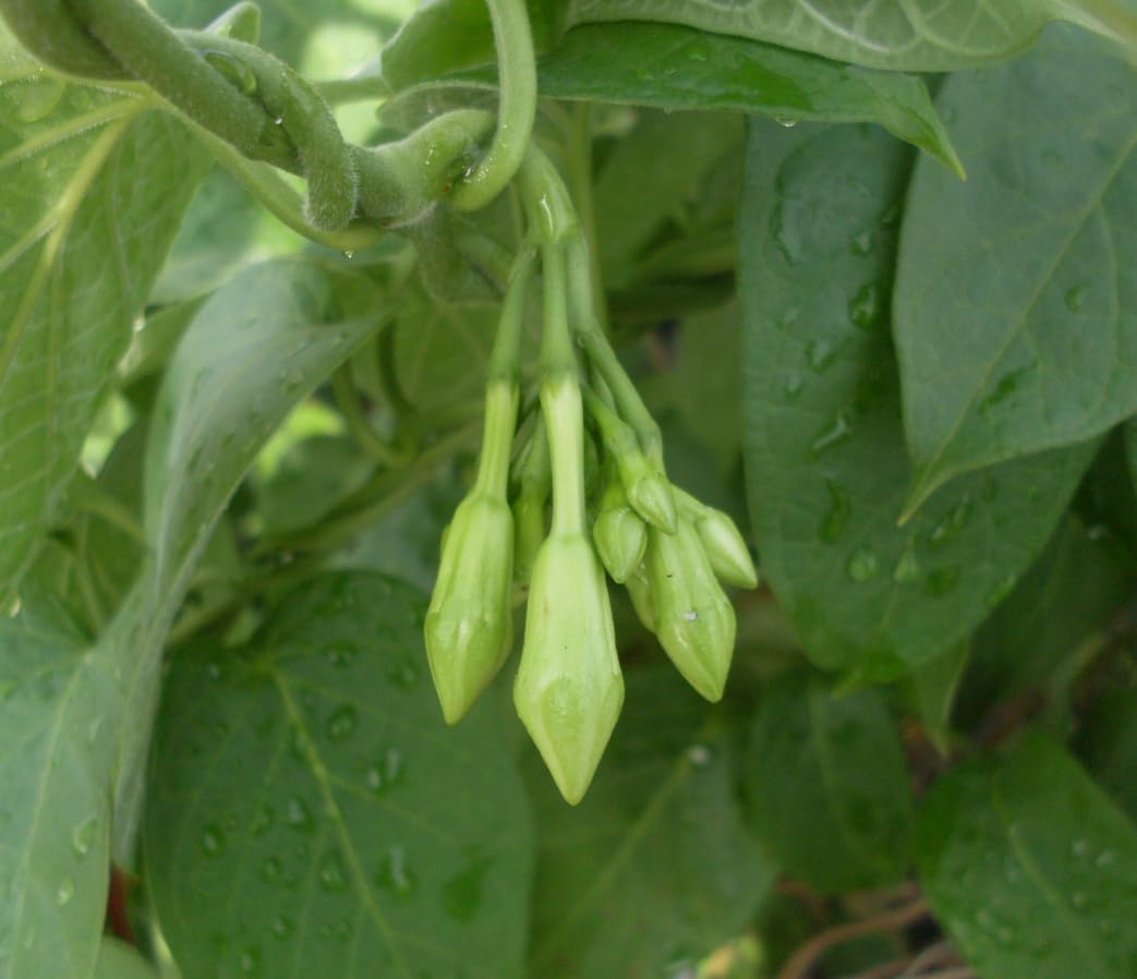 Loroco Seeds (Fernaldia pandurata) – Heirloom Vine Seeds