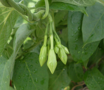 Loroco Seeds (Fernaldia pandurata) – Heirloom Vine Seeds