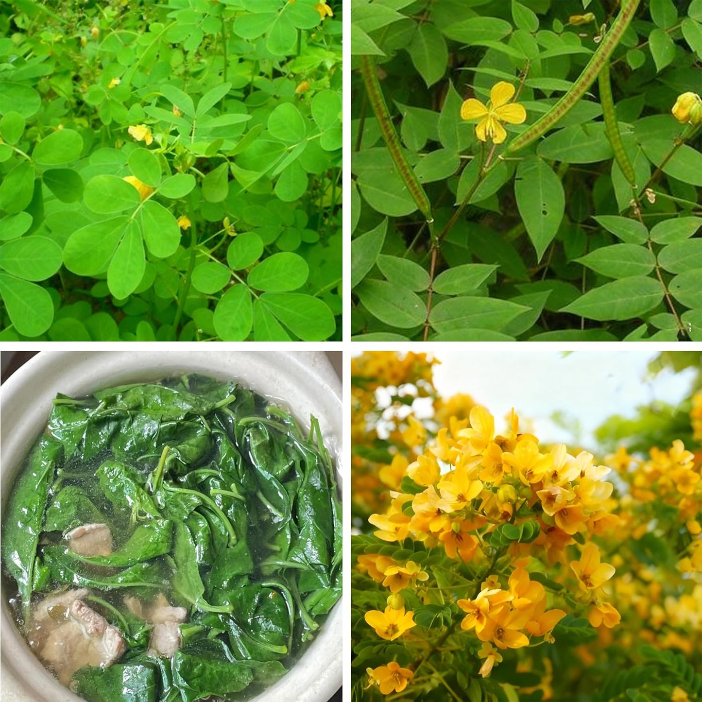 Chipilin Seeds (Crotalaria longirostrata) – Heirloom Herb Seeds