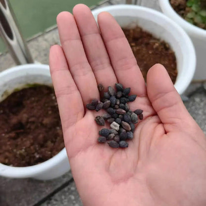Climbing Weeping Jasmine Seeds for Planting – Fragrant Perennial Flower Vine