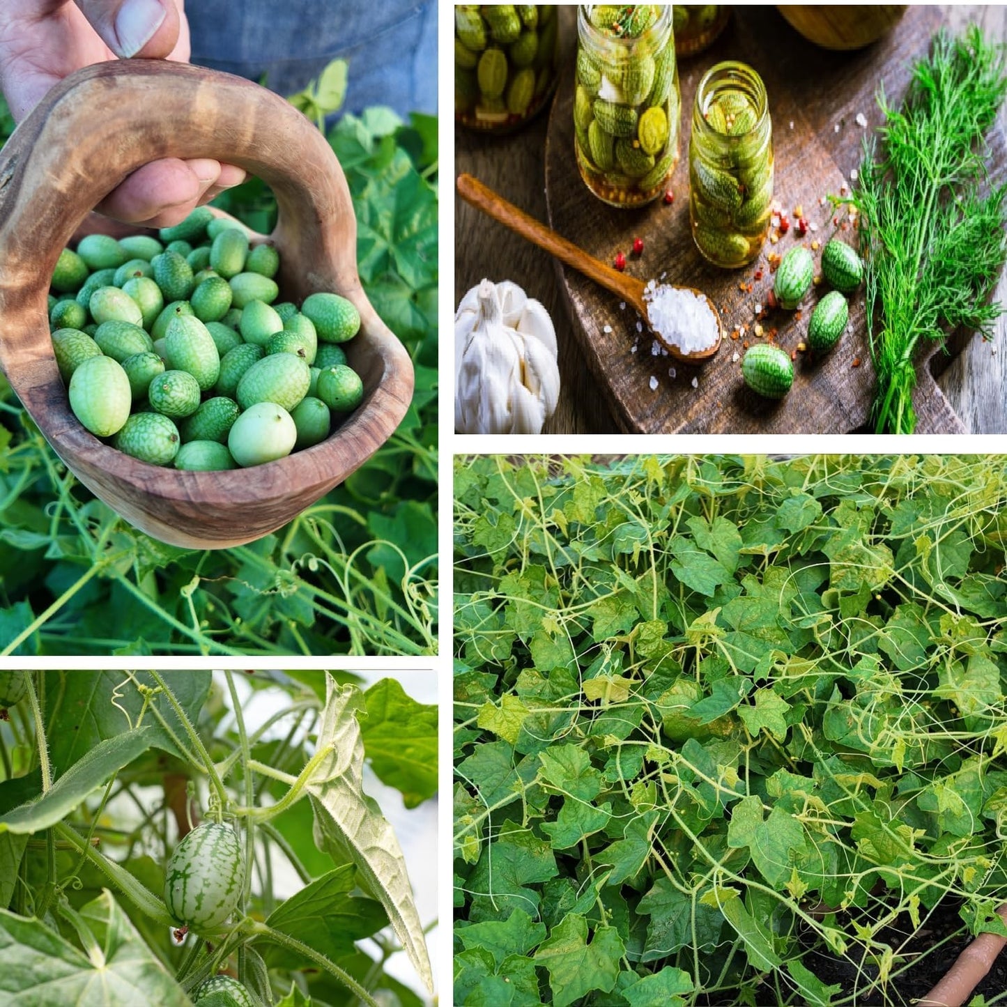 Cucamelon Seeds – Heirloom Mexican Sour Gherkin for Home Gardens