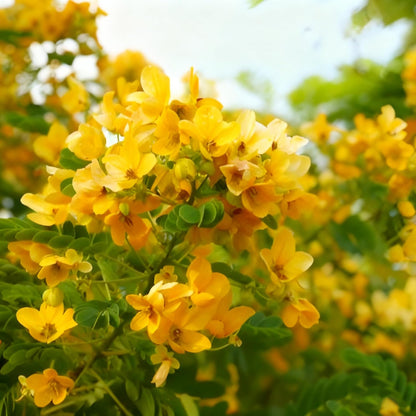 Chipilin Seeds (Crotalaria longirostrata) – Heirloom Herb Seeds