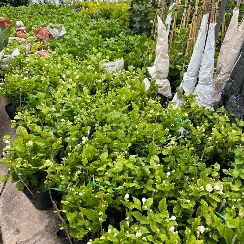 Jasmine Flower Seeds – Fragrant White Climbing Flowers for Garden