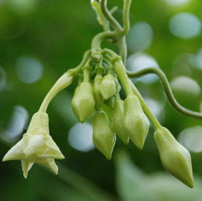 Loroco Seeds (Fernaldia pandurata) – Heirloom Vine Seeds
