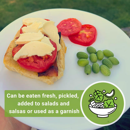 Cucamelon Seeds – Heirloom Mexican Sour Gherkin for Home Gardens