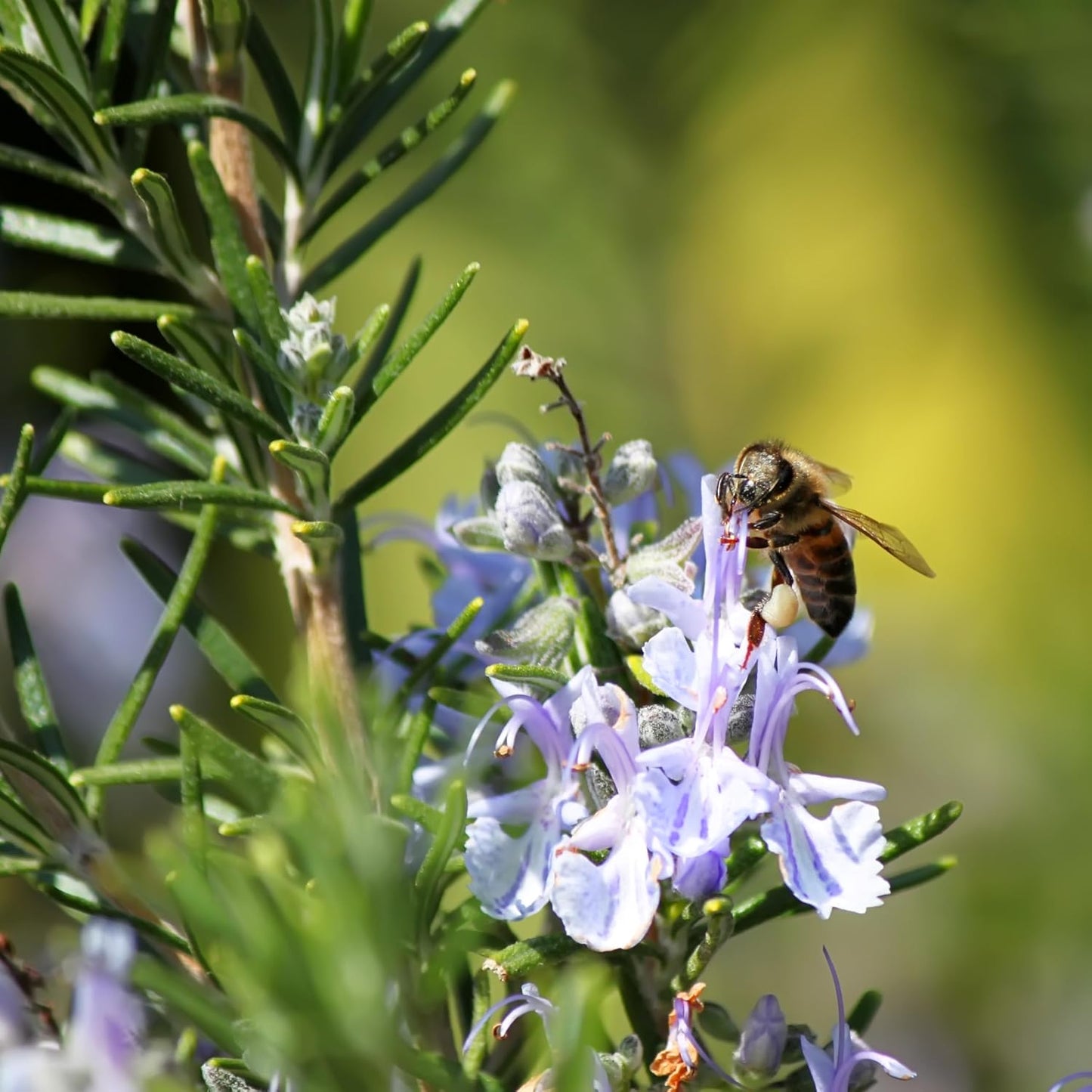 Rosemary Seeds – Heirloom Non-GMO Evergreen Culinary Herb Garden