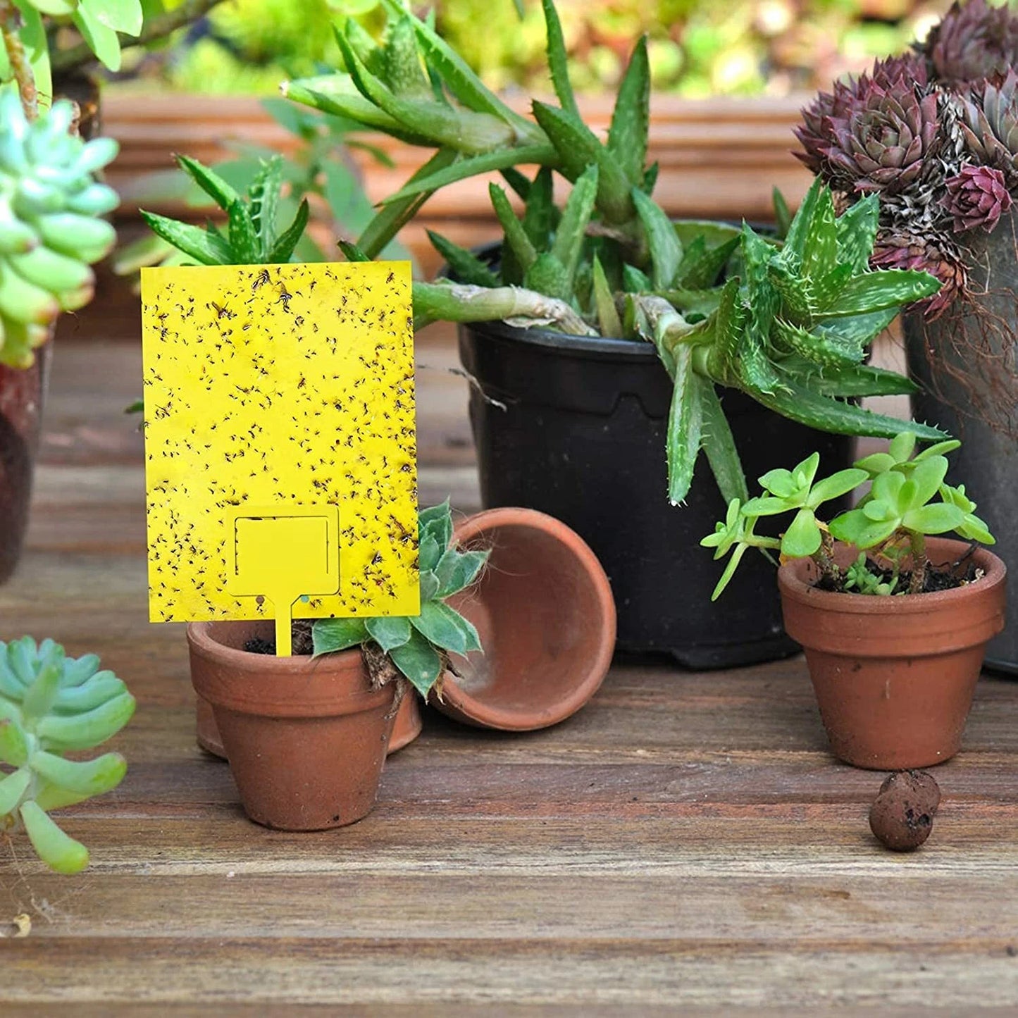 20PCS Yellow Sticky Fly Traps for Indoor Outdoor Plants & Flying Pests