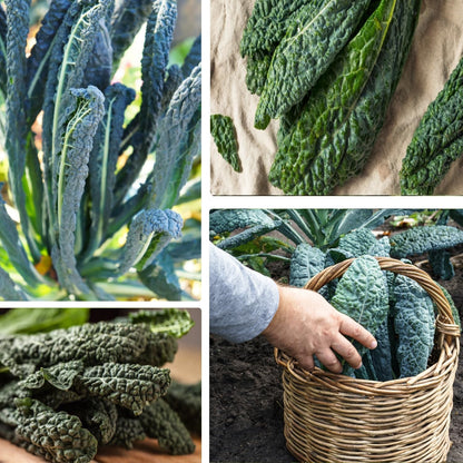 Lacinato Kale Seeds – Heirloom Non-GMO Italian Dinosaur Kale
