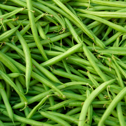 Ideal Market Bean (Pole)
