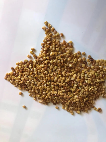 Chipilin Seeds (Crotalaria longirostrata) – Heirloom Herb Seeds