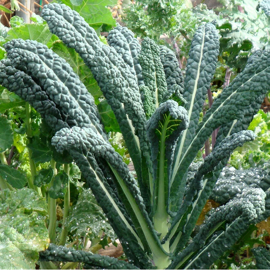 Lacinato Kale Seeds – Heirloom Non-GMO Italian Dinosaur Kale
