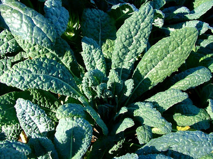 Lacinato Kale Seeds – Heirloom Non-GMO Italian Dinosaur Kale