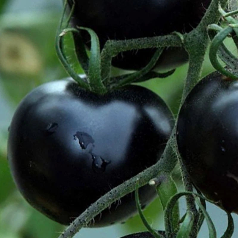 Black Cherry Tomato Seeds – Heirloom Sweet Cherry Tomatoes for Gardens